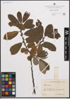 Foto von Salix cinerea L.
